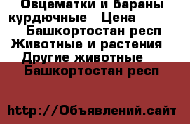 Овцематки и бараны курдючные › Цена ­ 7 000 - Башкортостан респ. Животные и растения » Другие животные   . Башкортостан респ.